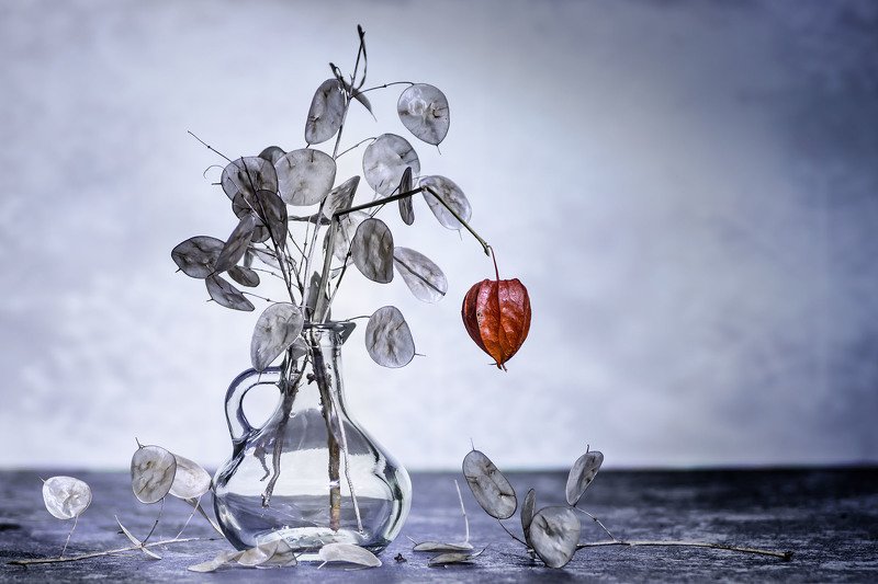 Physalis alkekengi | Lampionblume фото превью