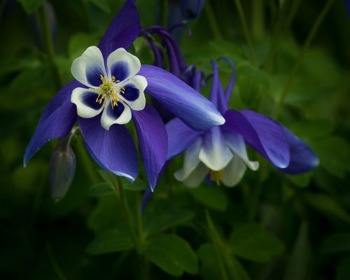 Цветочная серия