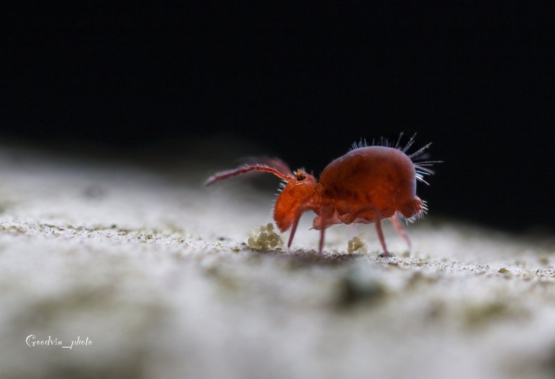 Лесной ослик фото превью