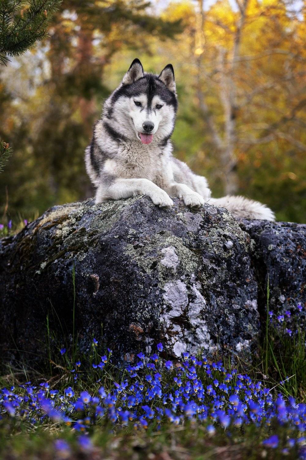 , Андрей Ершов