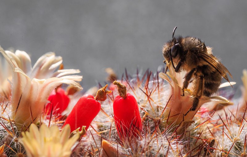 #bee #macrogardener #bugs #creatures #spiderman #reallife #beetles #insects #macro #life #macrophotography #world #realworld #macro_creature_feature #nice #animals #prilaga #frog #insect #wildlife #creature #nature #nature_shooters #butterfly #earth #bug  Трудяги фото превью