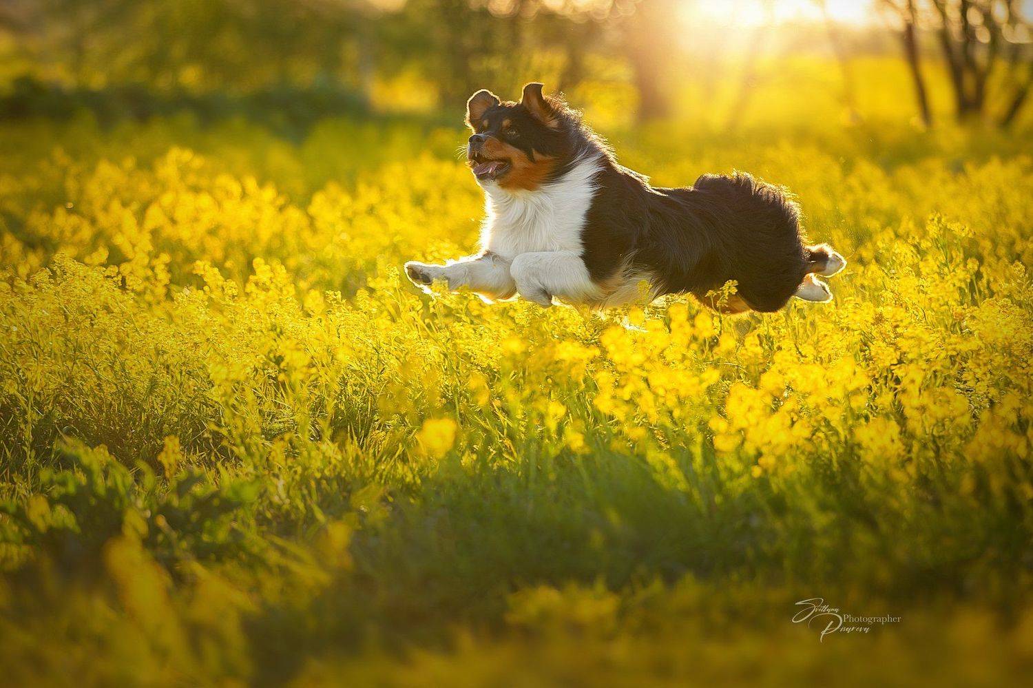 , Светлана Писарева