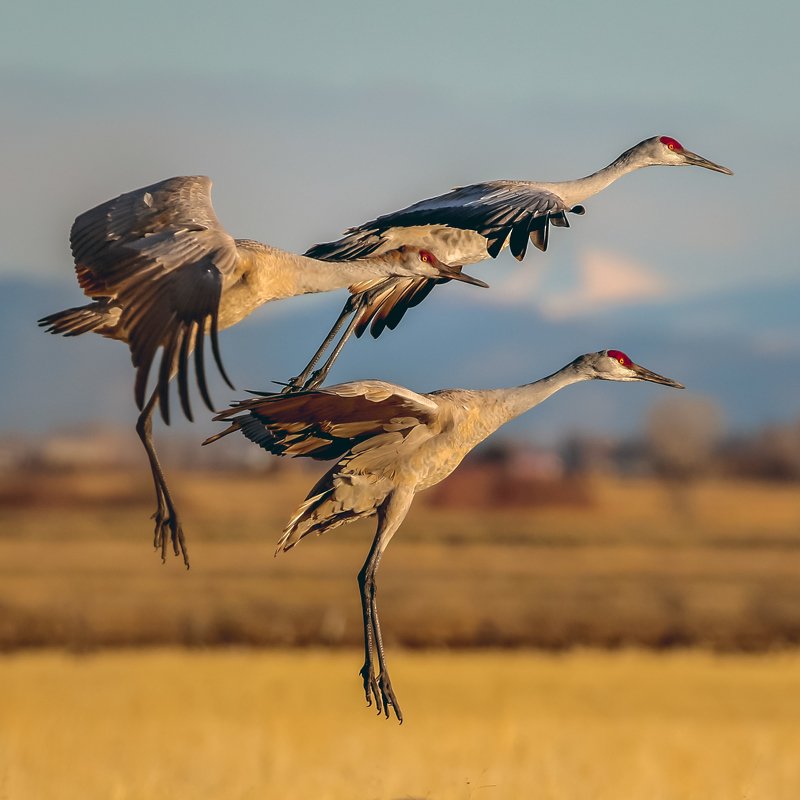 Sandhill cranes landing фото превью