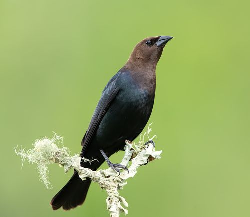 Brown-headed Cowbird - Буроголовый коровий трупиал