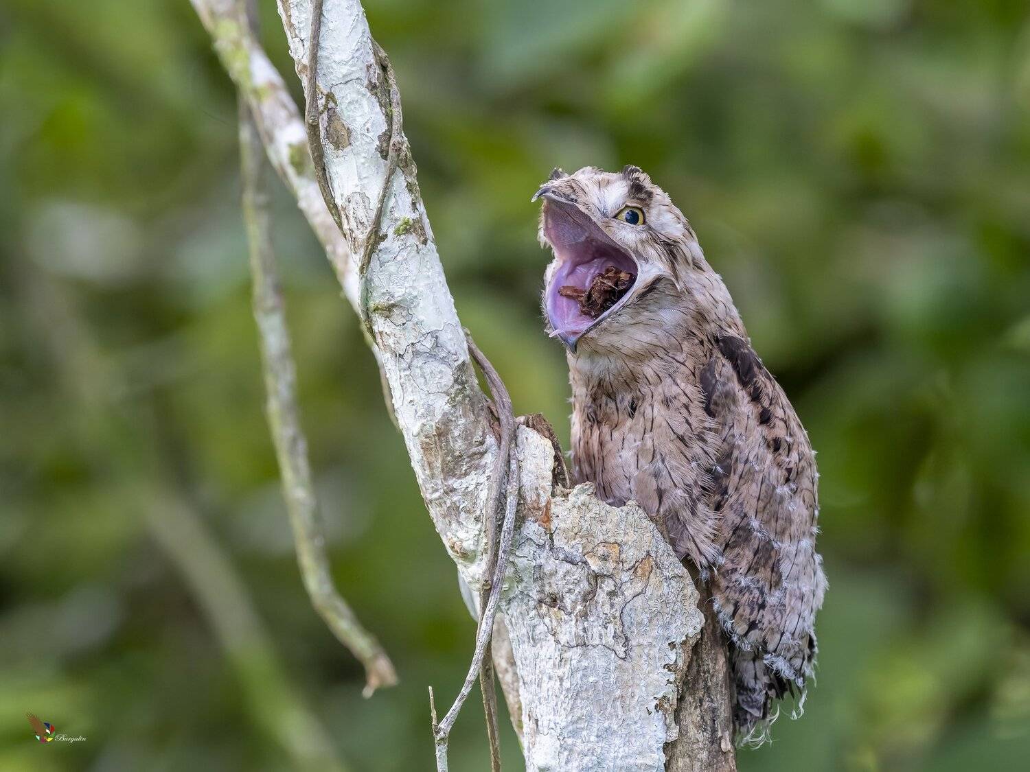 common potoo juvenile, Fernando Burgalin Sequeira
