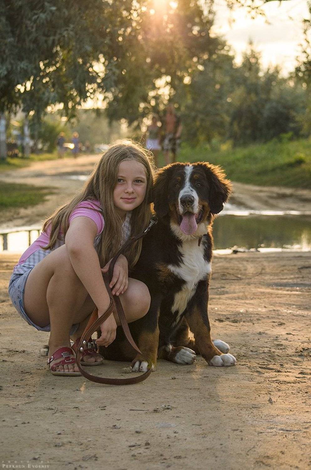 берн, бернский зенненхунд, девочка, девушка, пес, собака, Перхун Евгений