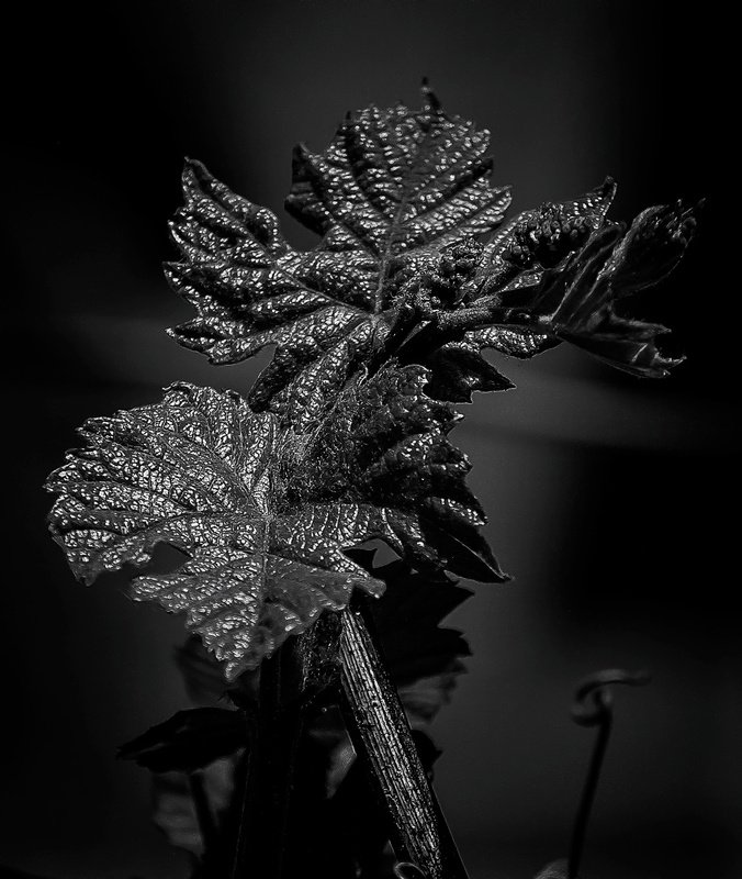 черно белый виноград фото превью