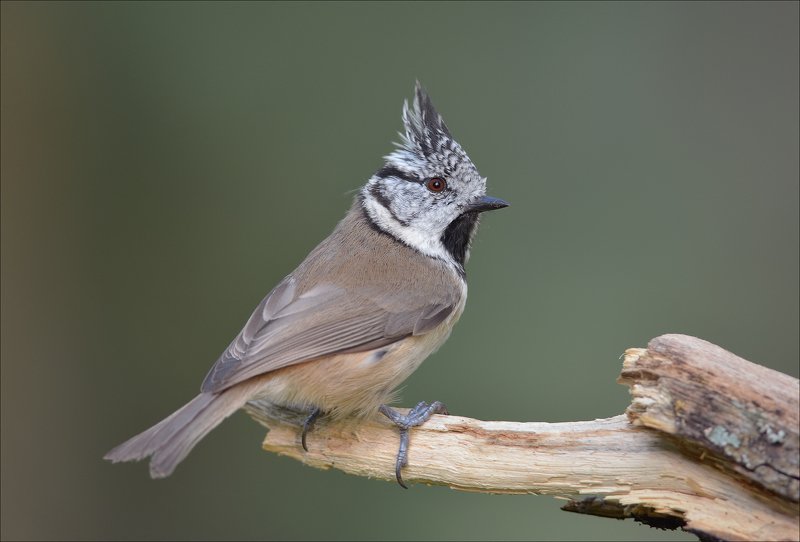 хохлатая синица, гренадёрка Гренадёрка фото превью