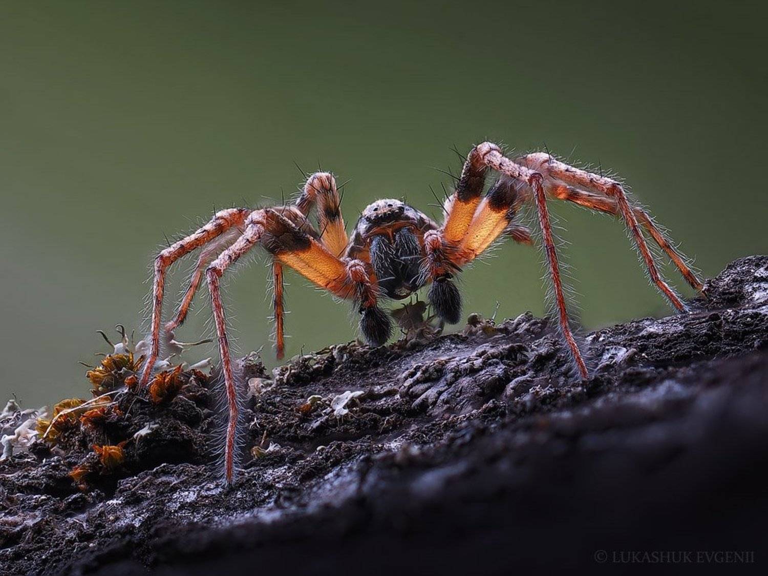 , Евгений Лукашук