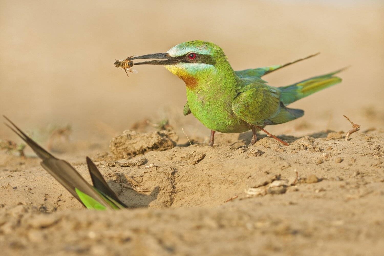 , Александр Гусар