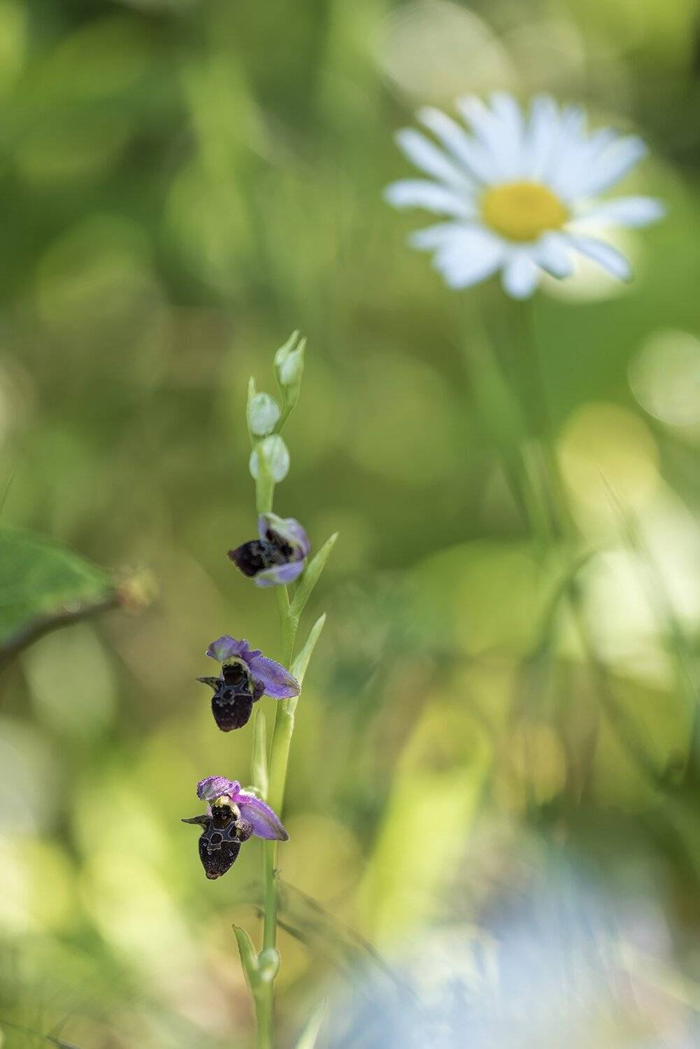 природа, макро, растения, краснокнижные, орхидные, офрис пчелоносная, Александр Земляной