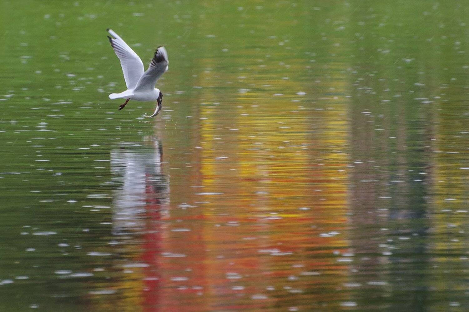 птица, чайка озёрная, Михаил Агеев