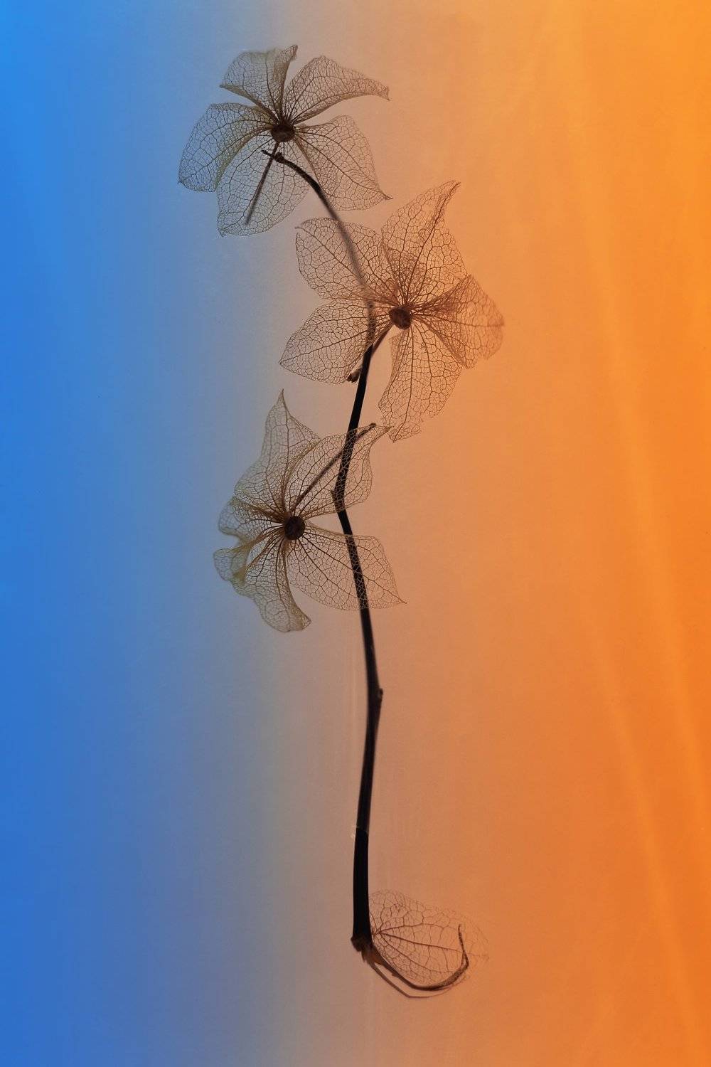 , Воинкова Ирина