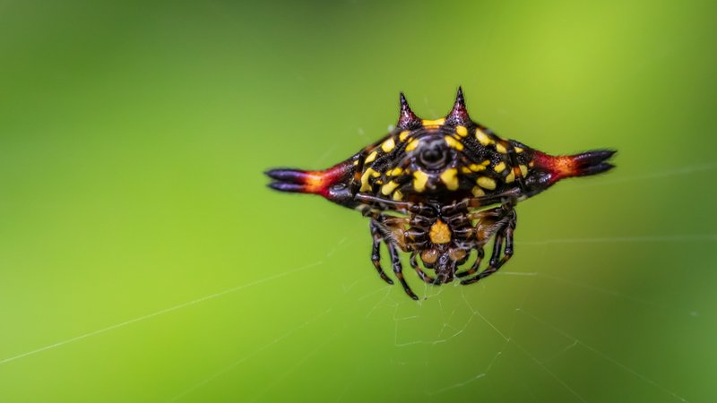 Colourful spider фото превью