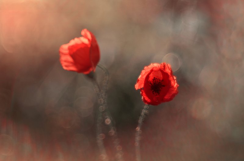 природа, пробуждение, цветы, свежесть, волшебство, мак, маки, свет, Маковая пара фото превью