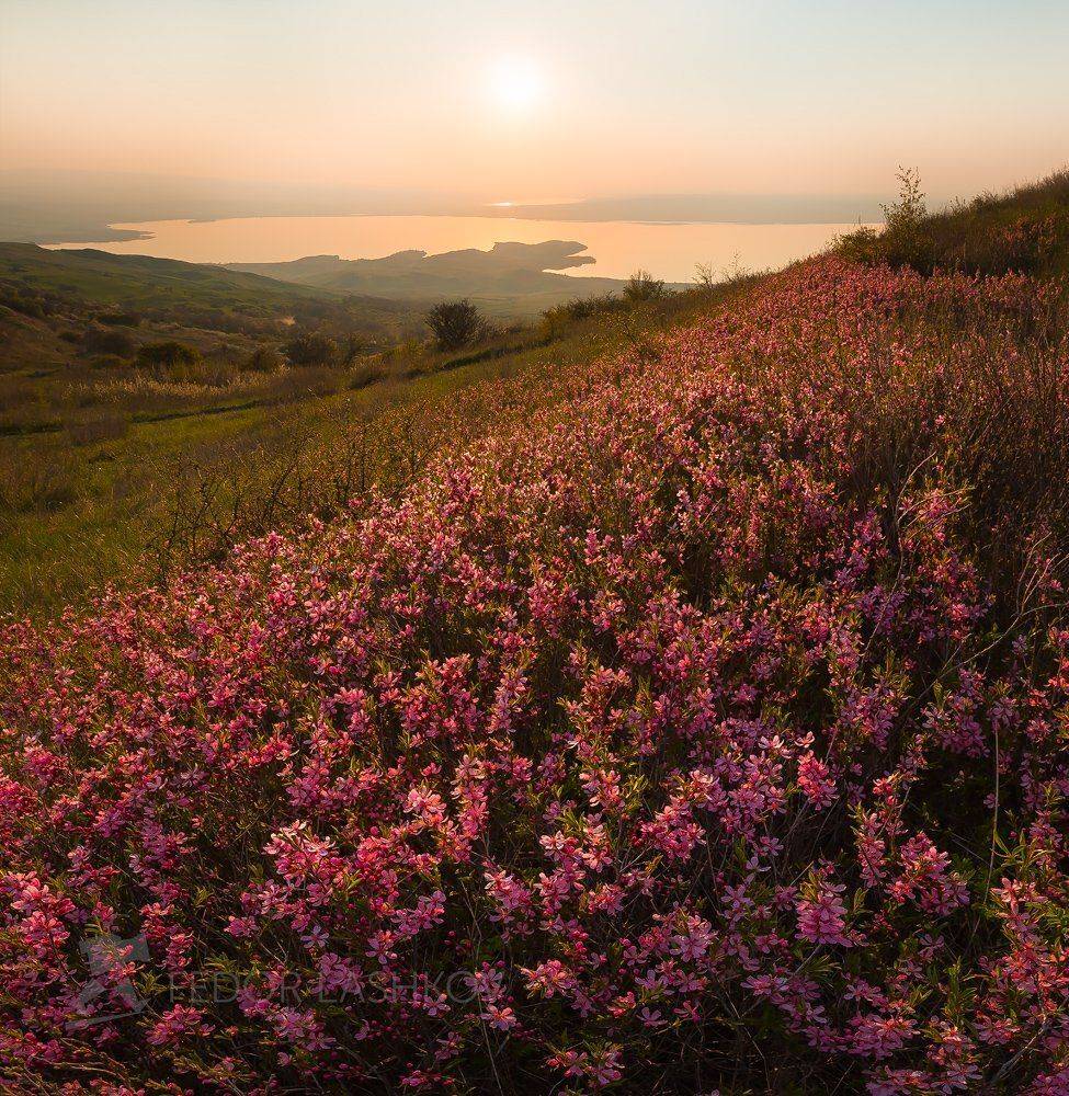 ставропольский край, открывая ставрополье, путешествие, природа, степь, сенгилеевское озеро, трава, флора, цветы, закат, небо, краска, цветущий, миндаль, бобовник,, Лашков Фёдор
