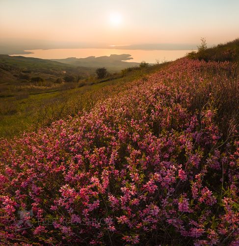 Цветущий ковёр