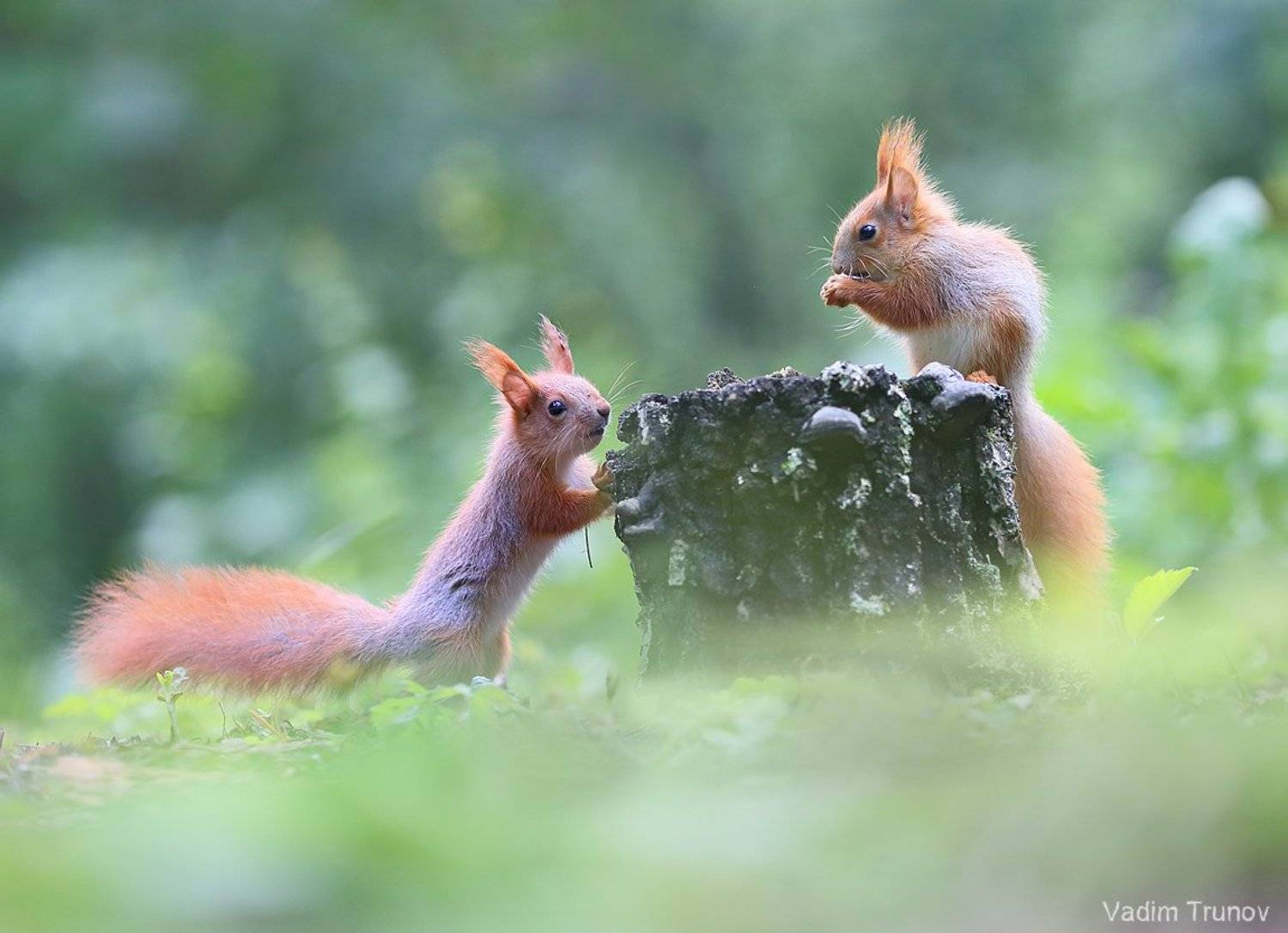 белка, бельчонок, весна, squirrel, Вадим Трунов
