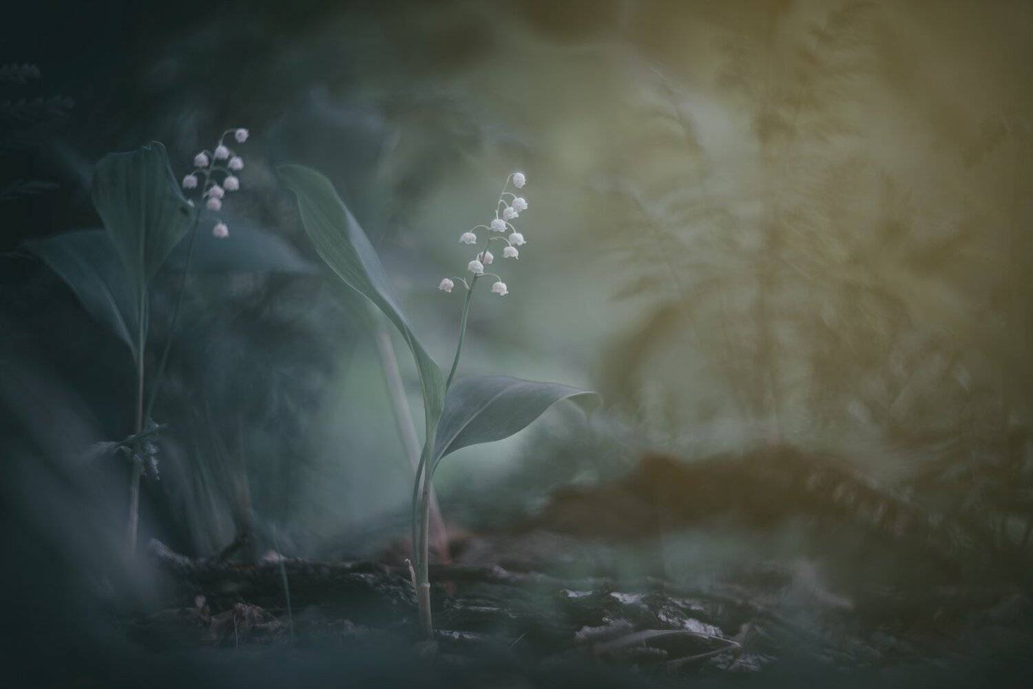 , Кузнецов Дмитрий