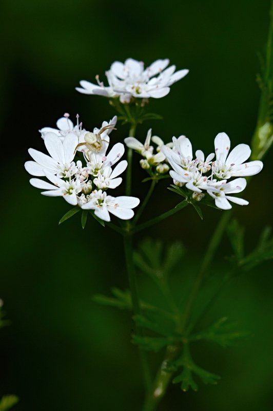 Охота фото превью