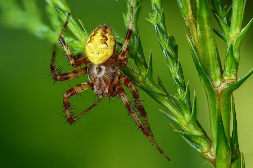 Желтое пузико