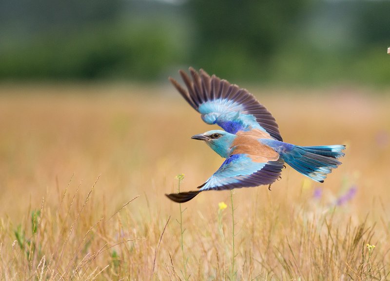 Coracias garrulus