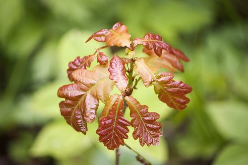 Дубы Колдуны