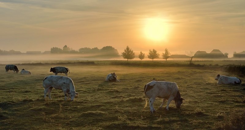 Morning in Nieuwkapelle. фото превью