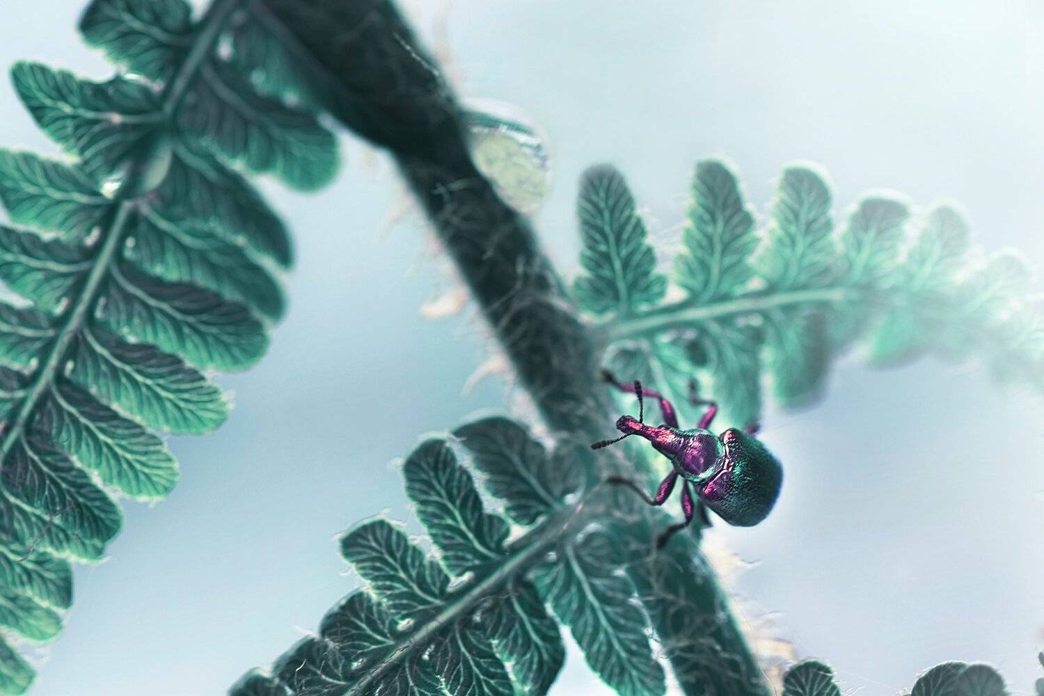 , Лапшина Владлена