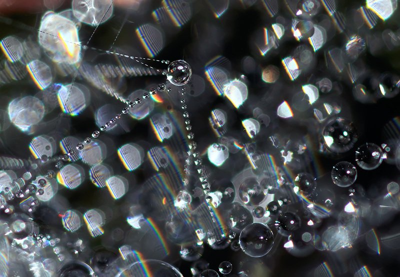 роса, паутина Первый спутник фото превью