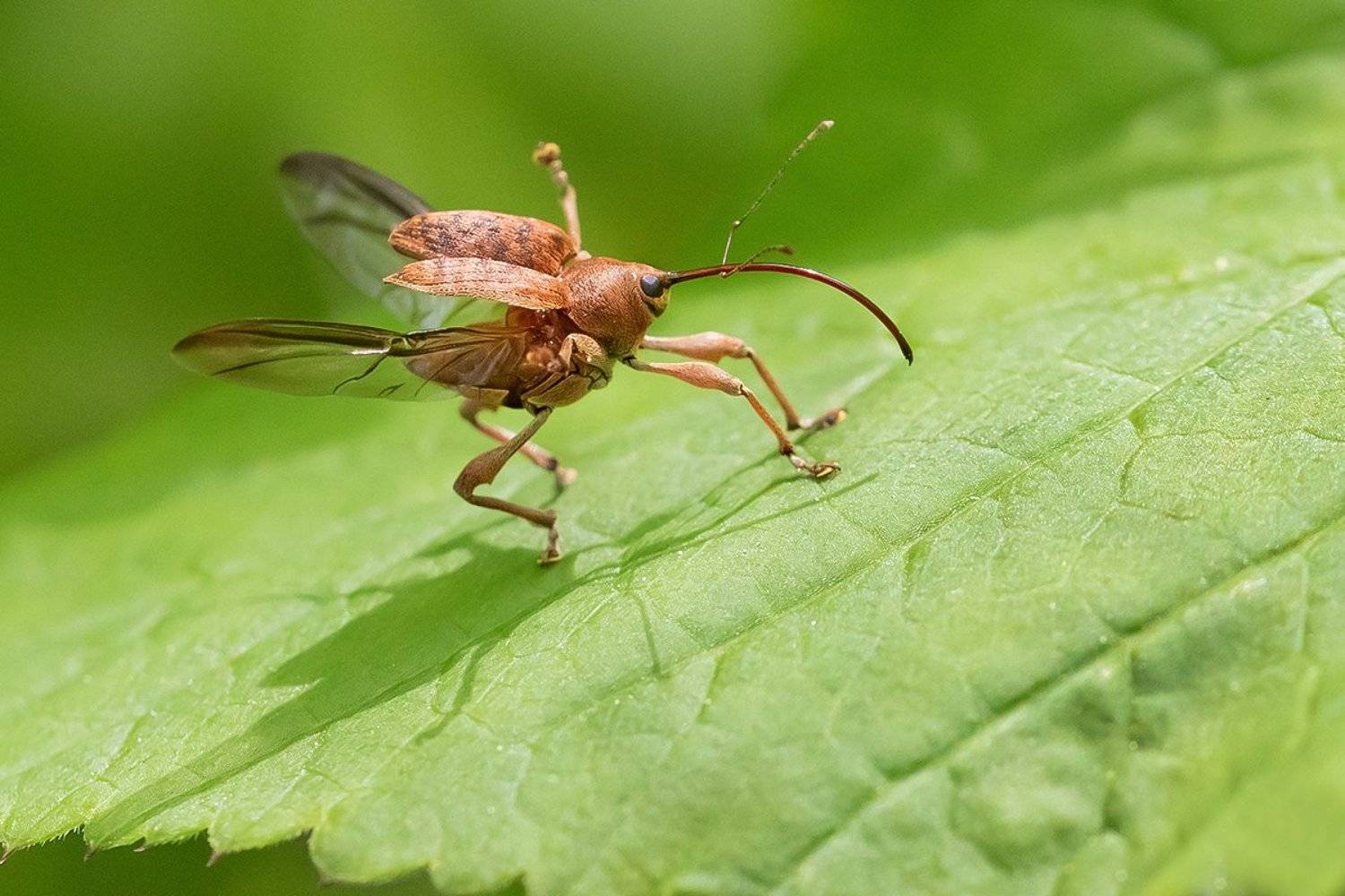 долгоносик, разбег, взлёт , Наталия Сытина