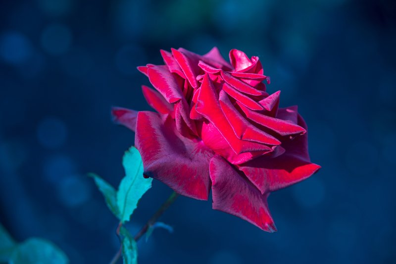 Май. Роза фото превью