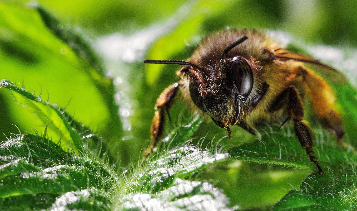 , Сергей Найбич
