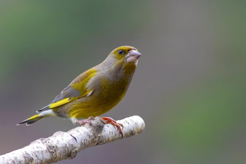 Greenfinch фото превью