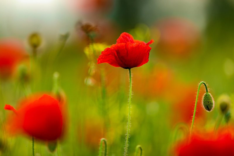Poppy  фото превью