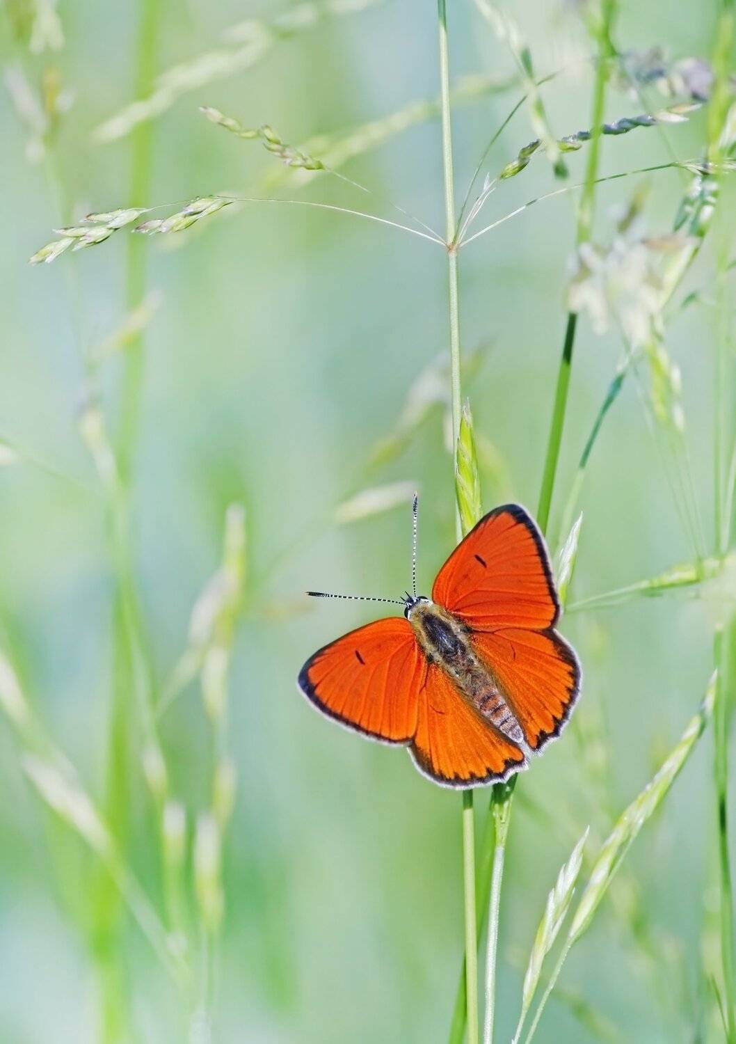 Бабочка, Червонец непарный, Чепленко Алексей