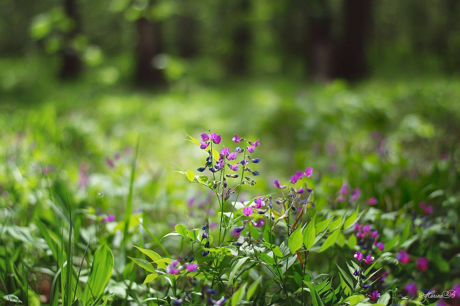 весна, зелень, лес, цветы, Marina Baccardi