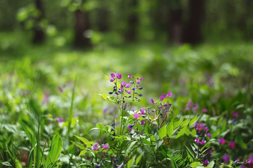 Лесная сказка