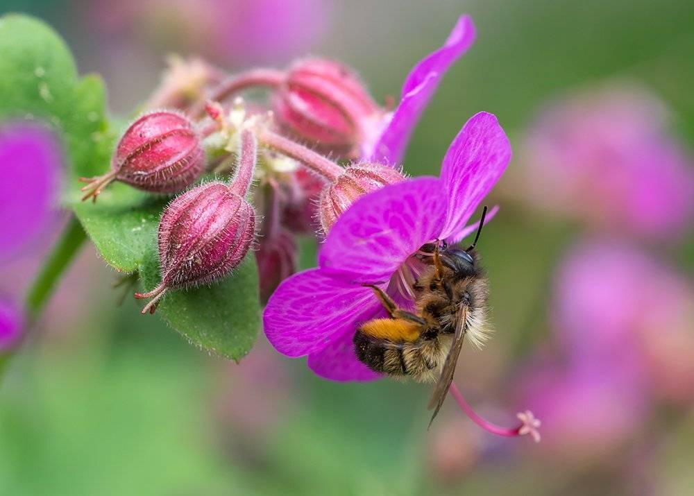Пчела, Чепленко Алексей