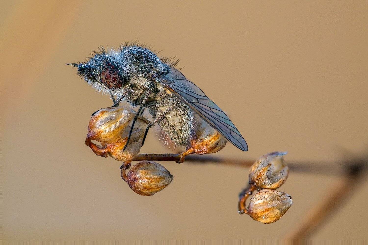 , Сергей Брагин