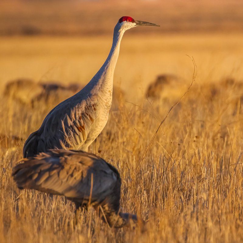 Sandhill cranes фото превью