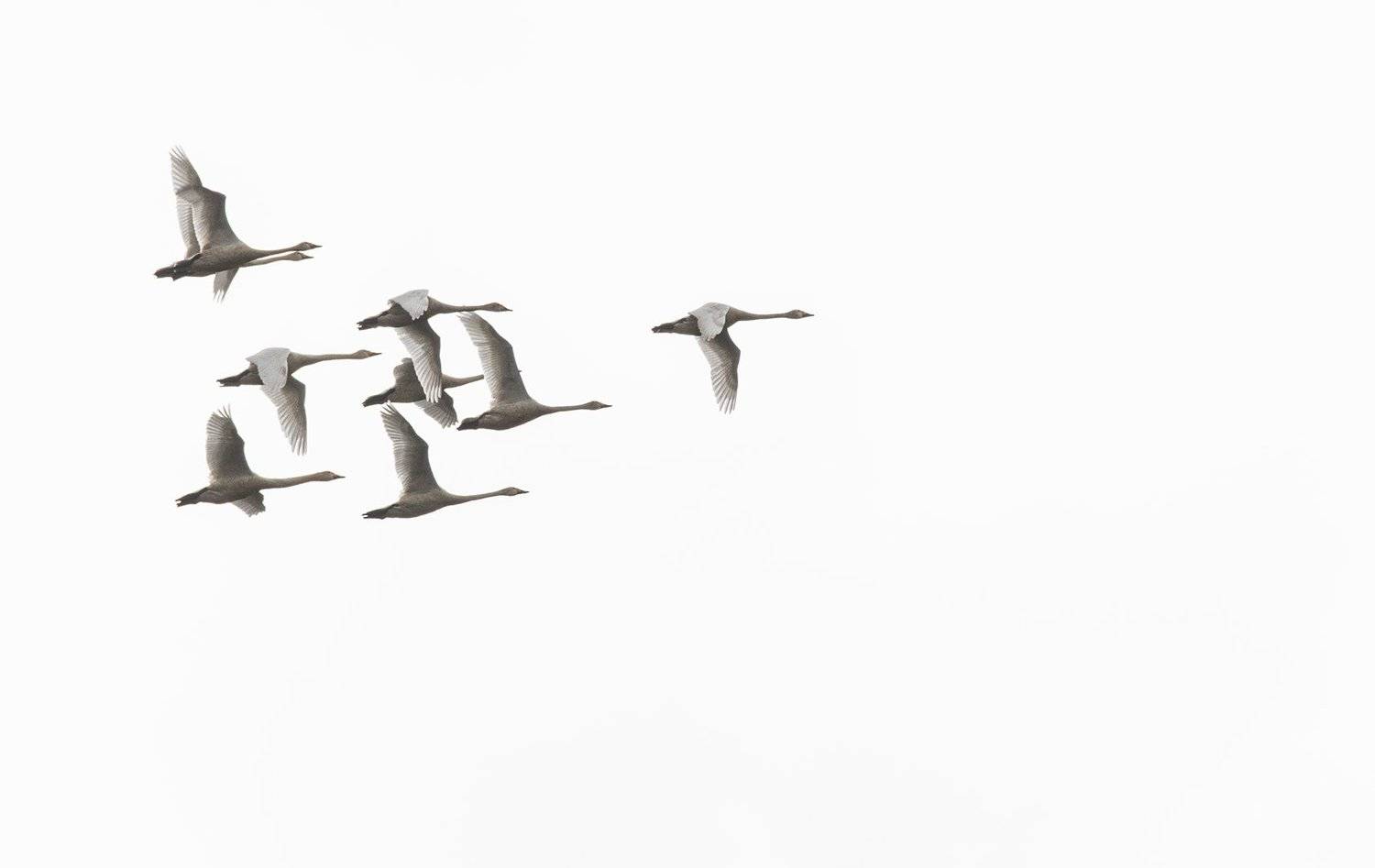 малый лебедь  прибайкалье, Андрей Таничев