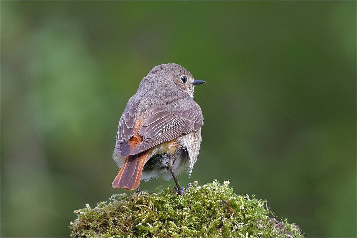горихвостка, Андрей Медведев
