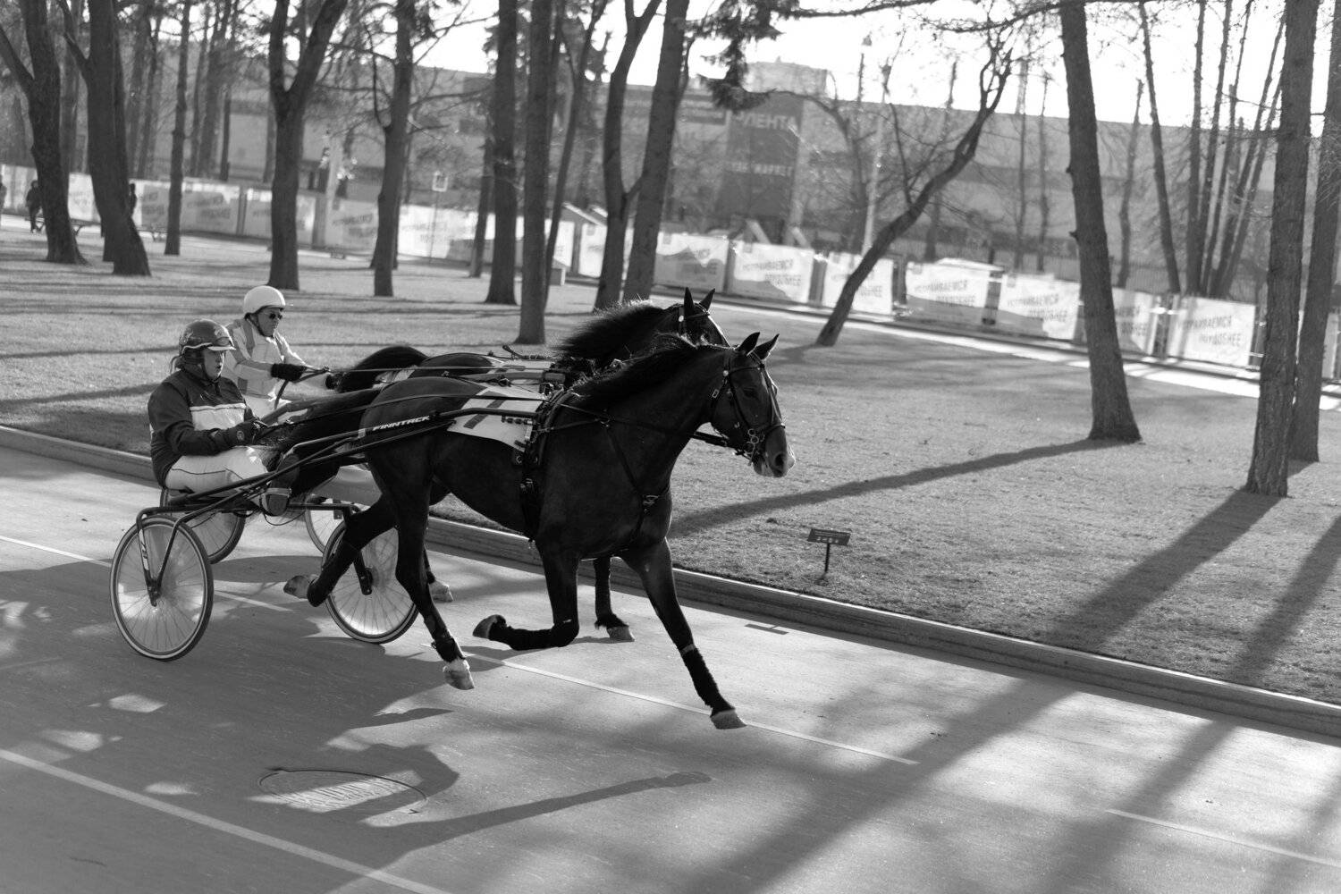 бега, лошади, жокеи, обгон, деревья, Дмитрий Ткаченко