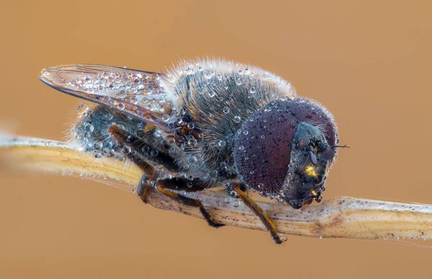 , Сергей Брагин