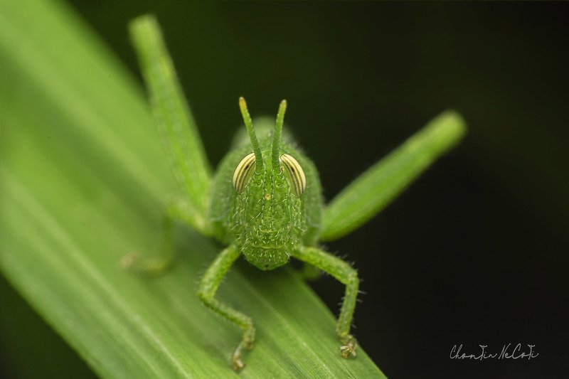 grass, hopper, green, macro, leaf, background nature, animal summer, grass, natural, insect close up, closeup, life color, meadow, white plant, detail, wildlife, garden, environment, bug beautiful, jump, blurrypest, brown, one, spring, outdoor, day, vieww  фото превью