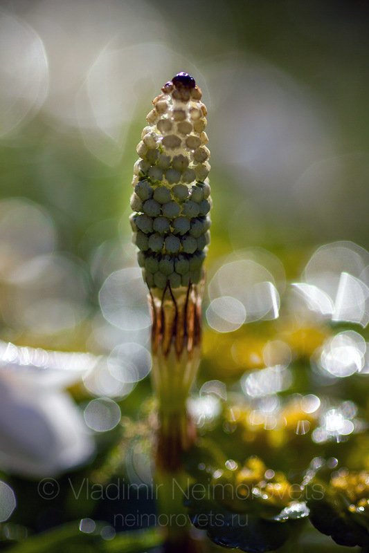 fertile stem, wood horsetail, Equisetum sylvaticum, horsetail, morning, sunlight, dew, patch of reflected light, glare, spring A fertile stem of the wood horsetail (Equisetum sylvaticum) / Спороносный колосок хвоща лесного (Equisetum sylvaticum) фото превью