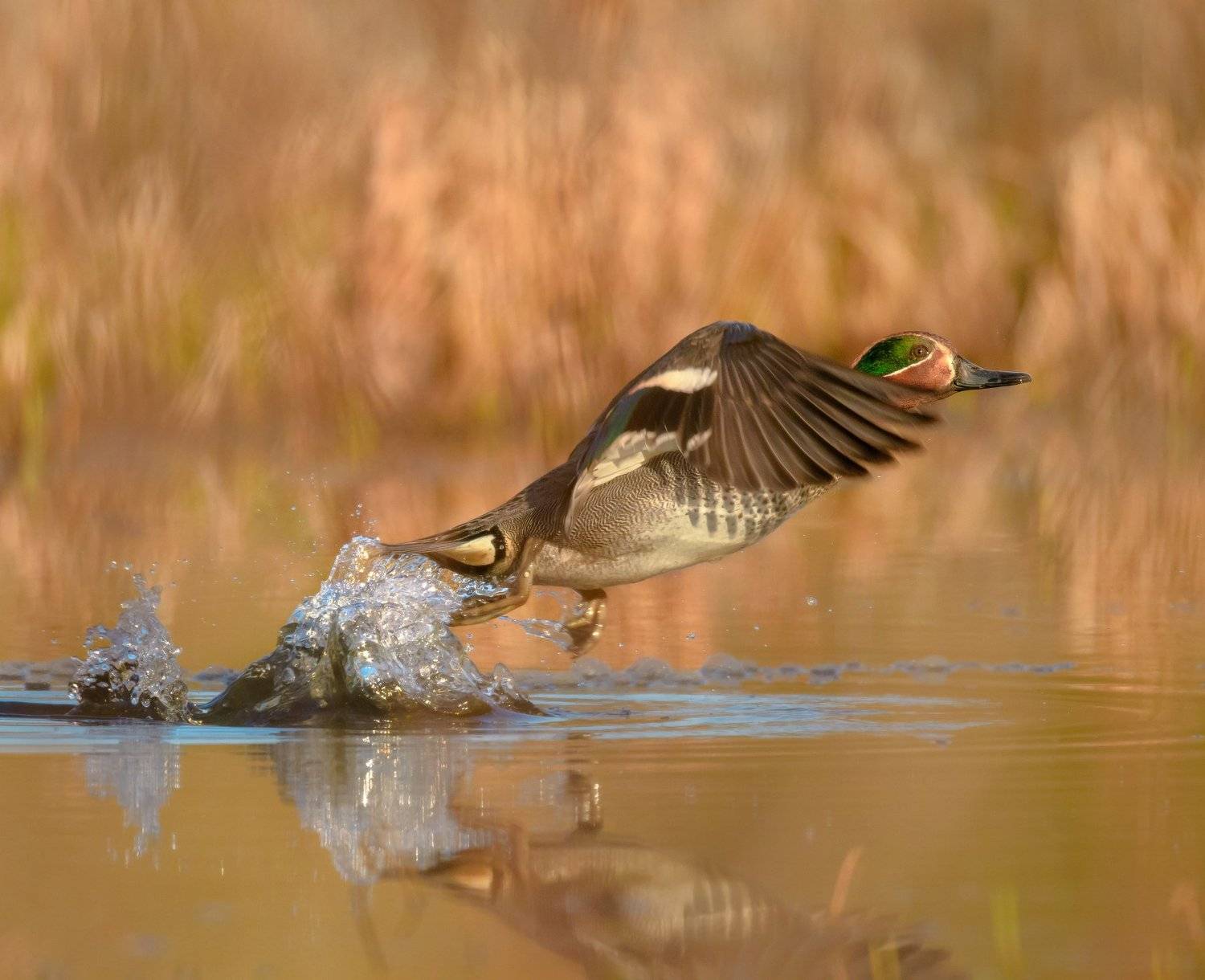 Чирок свистунок, самец утки, Anas Crecca,утка на взлёте ,утка взлетает,птица взлетает, птица в полете ,утка летит ,брызги от птицы ,брызги воды,полет утки ,птица в профиль ,Московская область ,sigma 150 600 sports,nikon 500 ,дикая природа , Ксения Соварцева