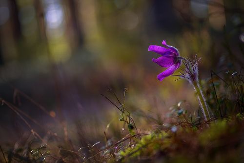 Просто... про сон-траву..)