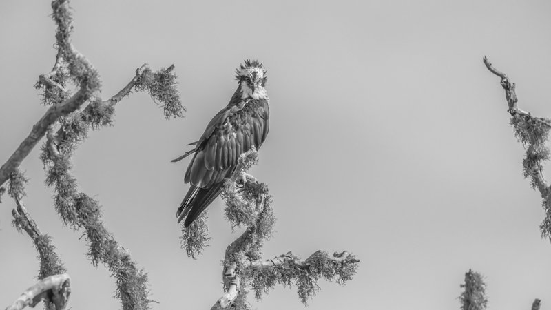 Lord of the fortress фото превью